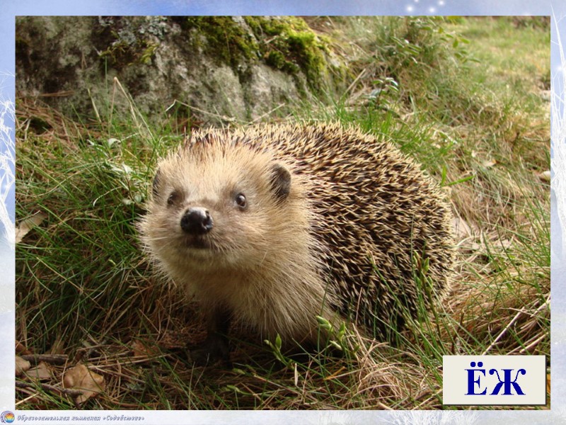 Под дубочком, под листочком Свился, скрючился клубочком. ЁЖ